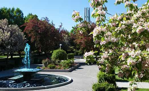 Fountain in CSI plaza with flowing blue water and white flowers in the foreground